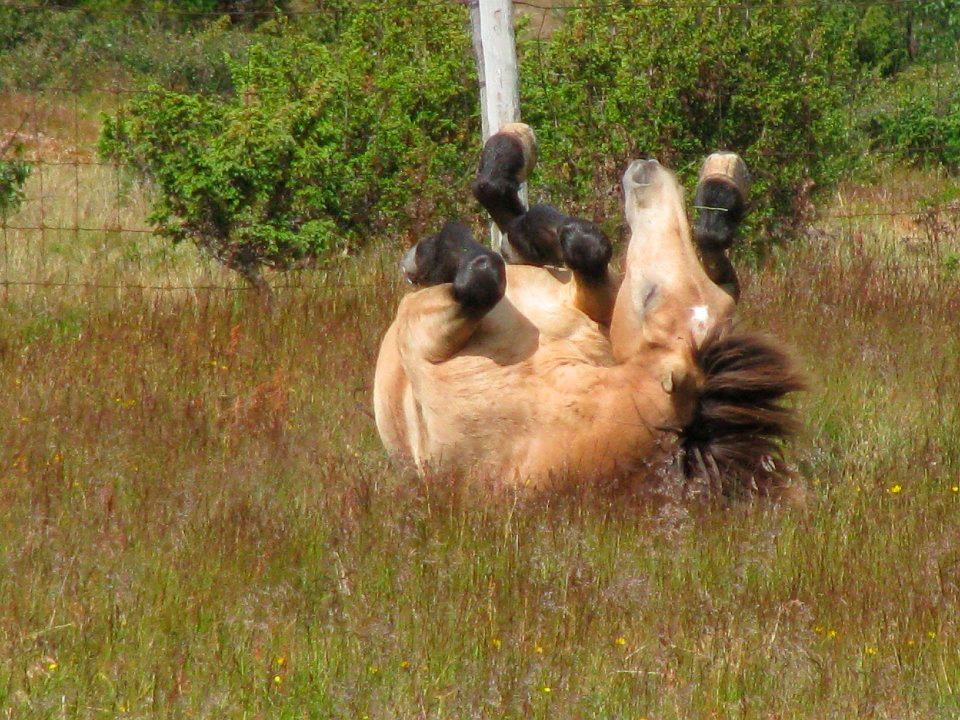 Hestene trives i fjellet