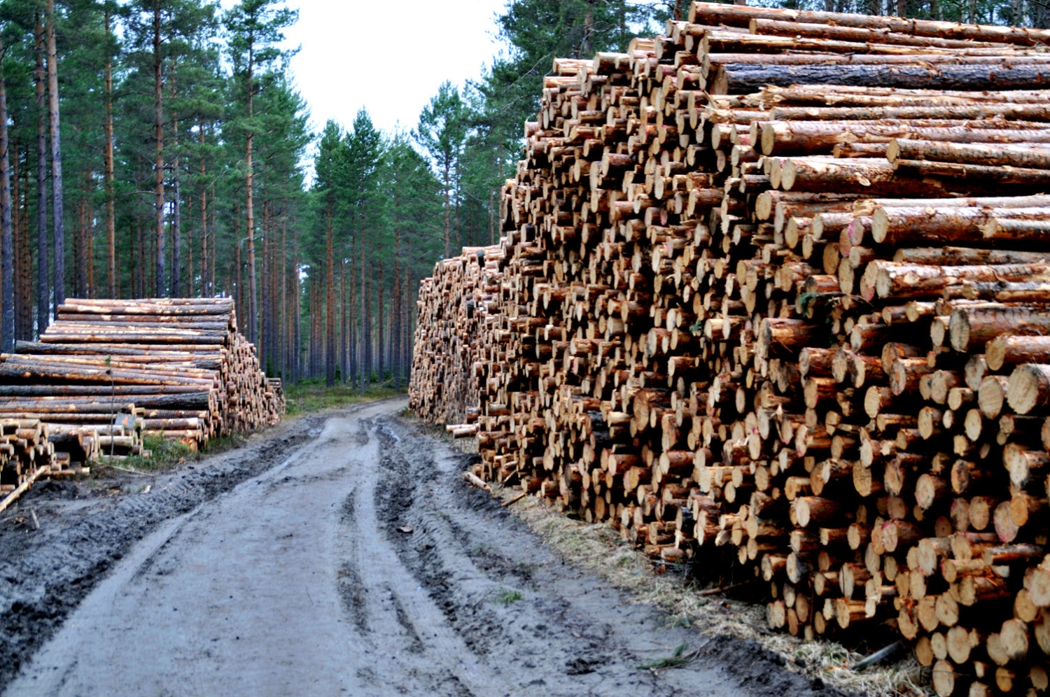 Fallende tømmerpriser