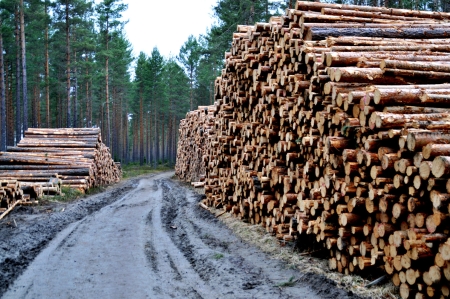 Fallende tømmerpriser