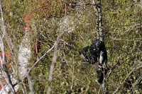 Paraglider i tre