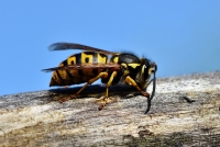 Et stikk fra veps eller bie kan bli alvorlig dersom man har utviklet allergi. 