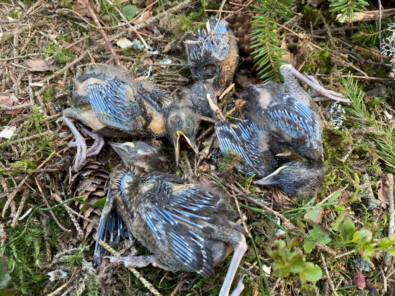 Frykter ny rekordhogst i hekketiden: – En dyretragedie i skogen