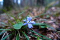 Blåveisen blomstret i veikanten på Svartskog i Oppegård midt i februar.