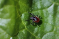 Skogflåtten blir stadig mer utbredt i Norge, og dermed de flåtbårne sykdommene. Det er foreløpig registrert 266 meldingspliktige tilfeller av Lyme borreliose i Norge i år i MSIS. I fjor ble det registrert 281 tilfeller for de sju første månedene.